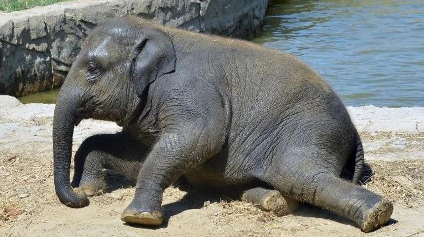 Bebek Fil "izmir"in Havuz Sefası