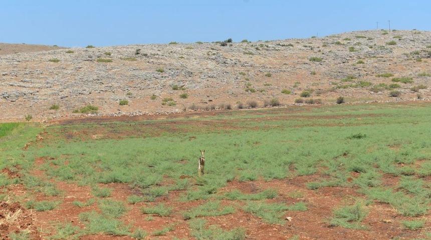 Tedavi Edilen Dağ Ceylanı Doğaya Bırakıldı