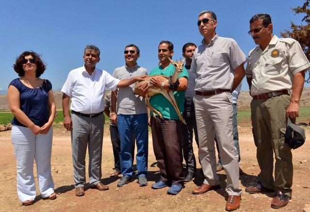 Tedavi Edilen Dağ Ceylanı Doğaya Bırakıldı 1