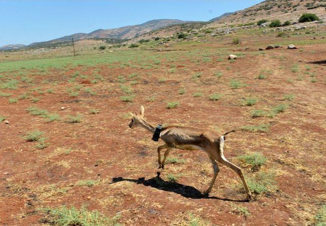 Tedavi Edilen Dağ Ceylanı Doğaya Bırakıldı 3