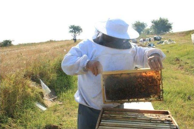 Yalovalı Bal Üreticileri Çiçek Balı İçin Trakya'da