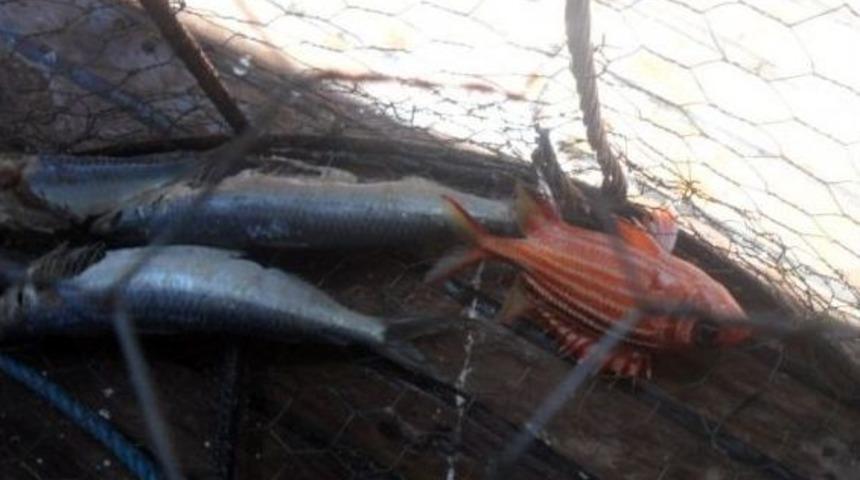 Hatay'da Kafesle Balık Avlayan 3 Kişiye 2 Bin 769 Lira Ceza Kesildi