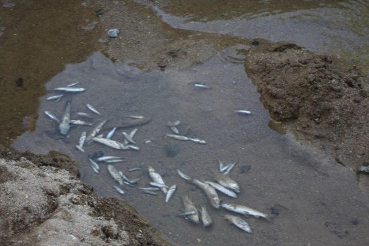 Rize'de Balık &Ouml;l&uuml;mleri