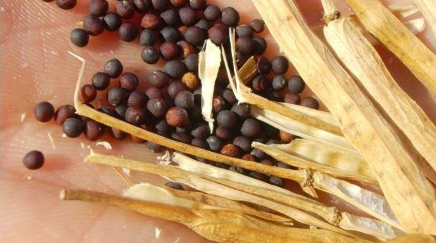 &Ouml;nder &Ccedil;ift&ccedil;i'den Kanola Alım Fiyatı A&ccedil;ıklaması