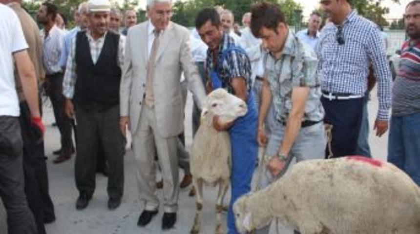 Karaman'da 165 Damızlık Ko&ccedil; Dağıtımı