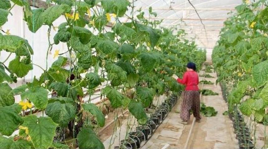 Simav Ekonomisini Seracılar Sırtladı