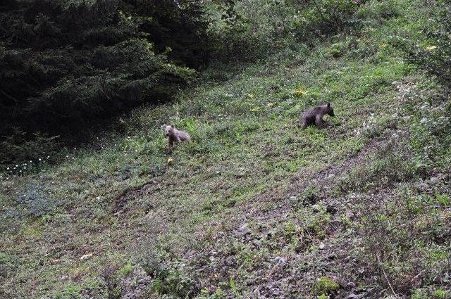 Uzungöl'ün Davetsiz Misafirleri