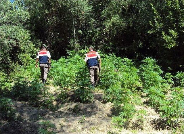 Başkent te Kenevir Operasyonu 1