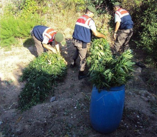 Başkent te Kenevir Operasyonu 2