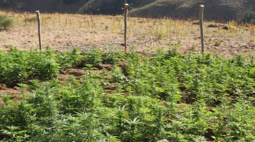 Muş&rsquo;ta Hint Keneviri Ve Ka&ccedil;ak Sigara Ele Ge&ccedil;irildi