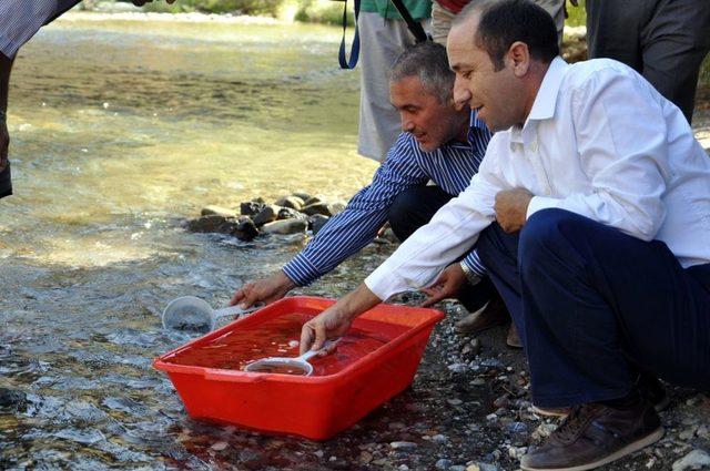 Munzur Çayı'na 75 Bin Yavru Kırmızı Benek Bırakıldı