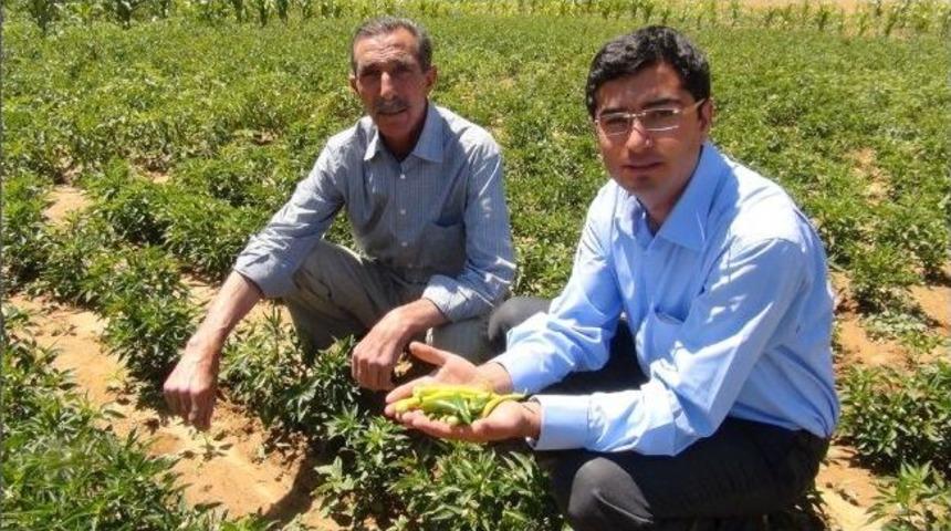 T&uuml;t&uuml;n Tarlalarında Artık Sebze Yetiştiriliyor