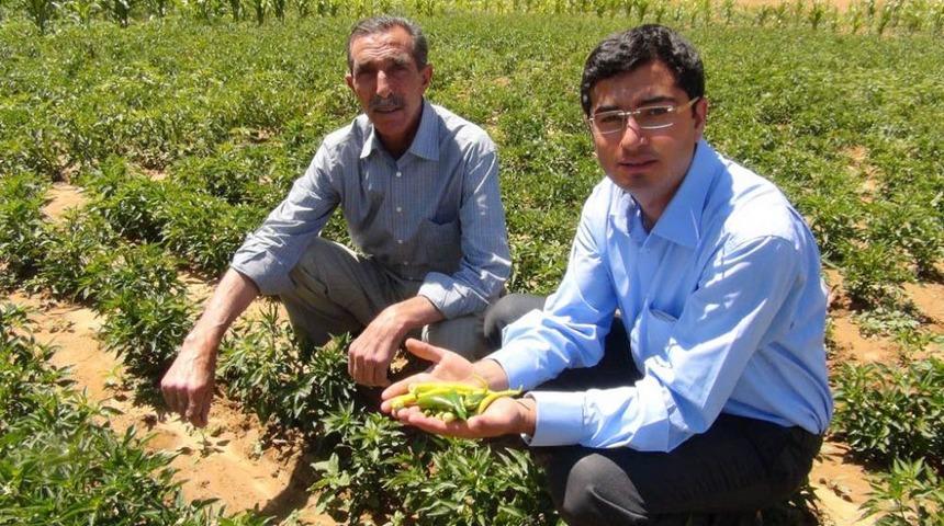 Bitlis&rsquo;te T&uuml;t&uuml;n Tarlalarında Artık Sebze Yetiştiriliyor