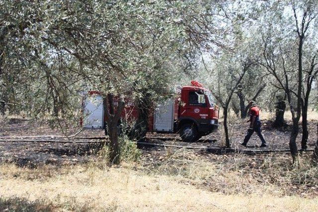 Ayvalıkta Zeytinlik Yangını Korkuttu 1