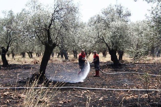 Ayvalıkta Zeytinlik Yangını Korkuttu 2