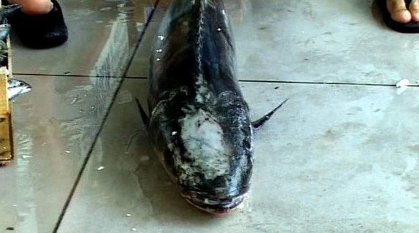 Taklit&ccedil;i Balık Halde İlgi Odağı Oldu