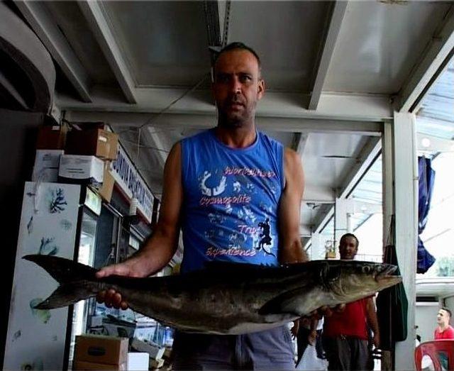 Taklit&ccedil;i Balık Halde İlgi Odağı Oldu 1