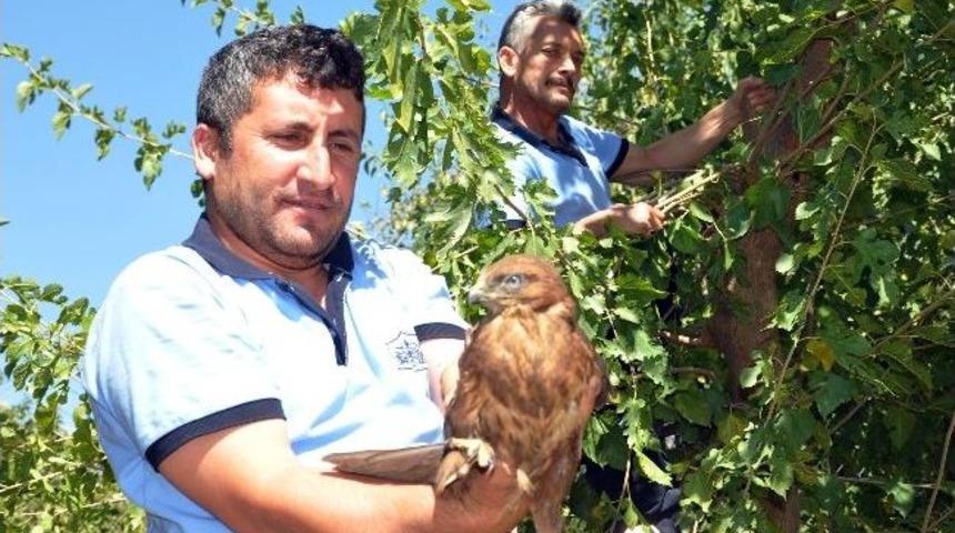 Yaralı Doğan Koruma Altına Alındı
