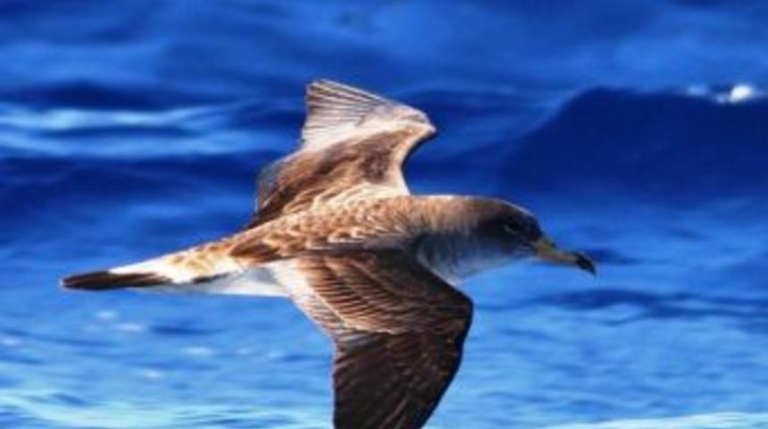 Akdeniz&rsquo;in Albatrosları Seferihisar&rsquo;da Keşfedildi