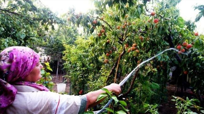 Sıcaktan Bunalan Meyveleri, Serinletti.