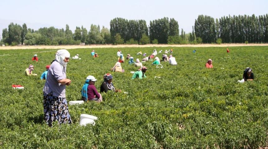 Erzincanlı Kadınlar Tarlada &Ccedil;alışarak Evlerine Katkı Sağlıyor