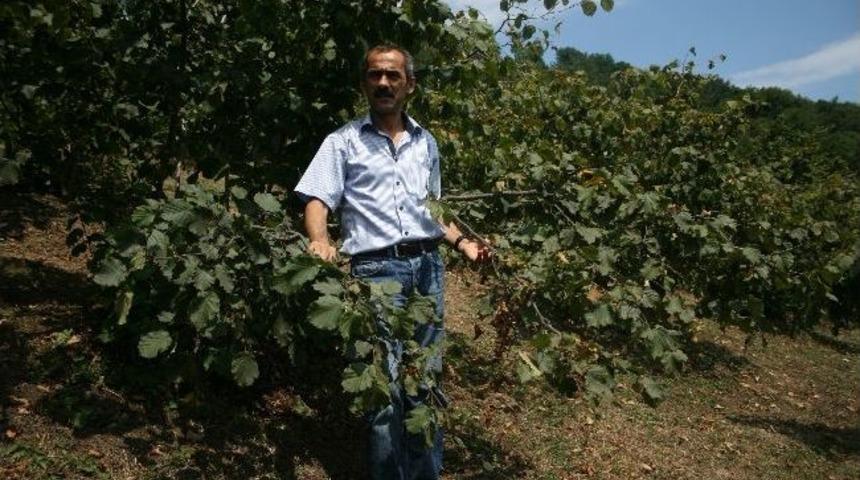 Fındıklar D&ouml;k&uuml;l&uuml;yor