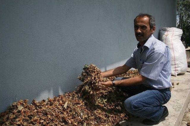 Fındıklar Dökülüyor