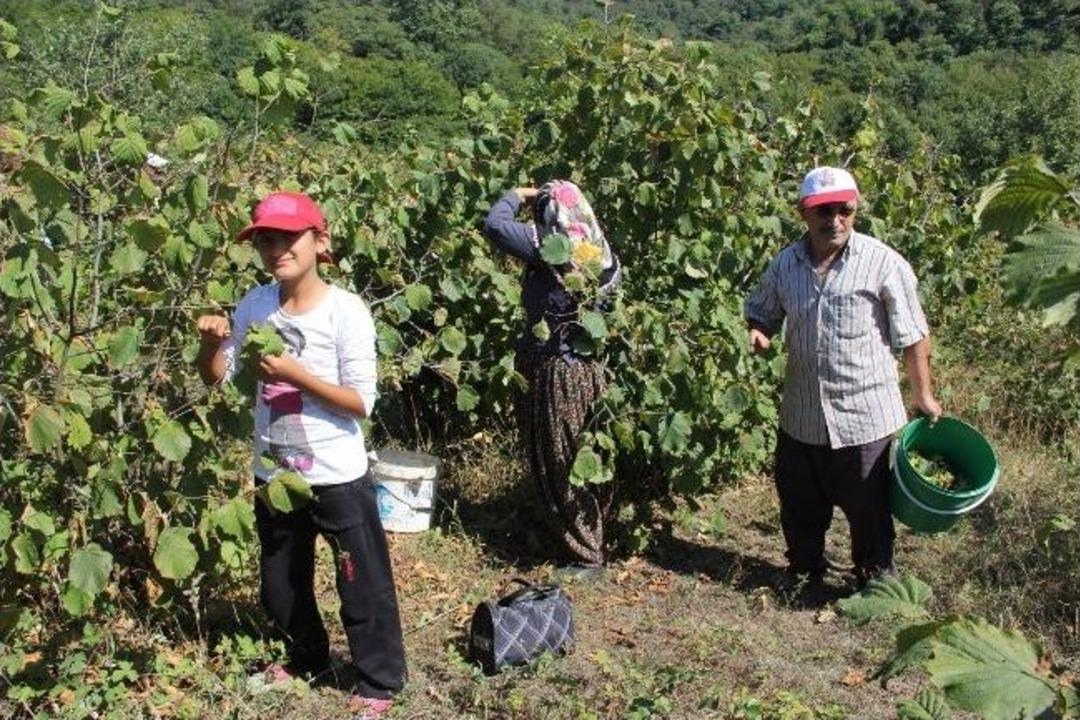 Alaplı&rsquo;da K&ouml;yl&uuml;lerden Okul İ&ccedil;in Fındık Toplama Seferberliği
