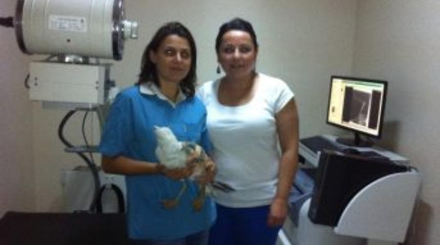 Yaralı Martı Tedavi Edildi