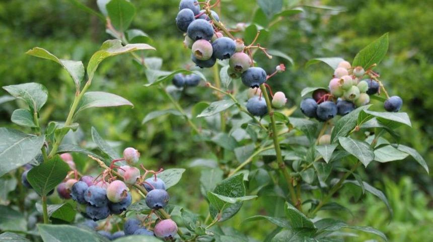 İkizdere'de Likapa Hasadı Başladı