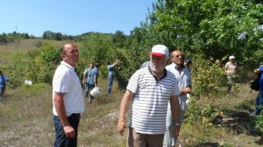 K&ouml;yl&uuml;ler okul yapmak i&ccedil;in fındık topluyor