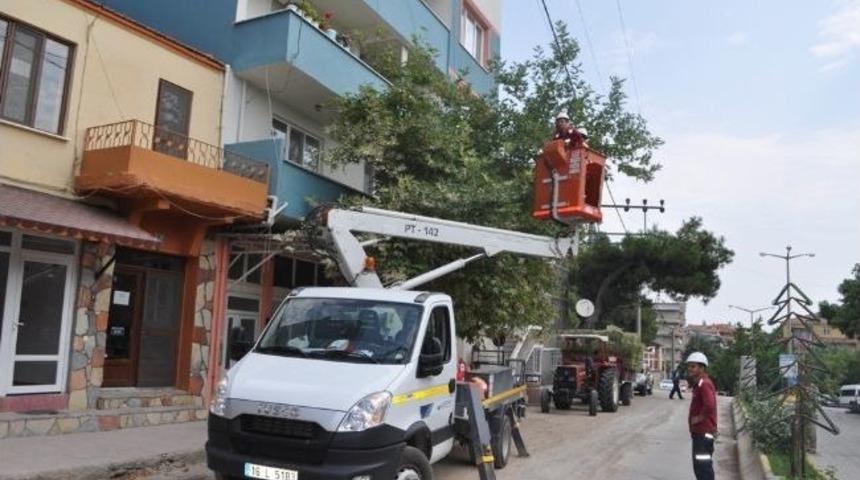 Ayvacık&rsquo;ta Tedaş&rsquo;tan Ağa&ccedil; Budama &Ccedil;alışması