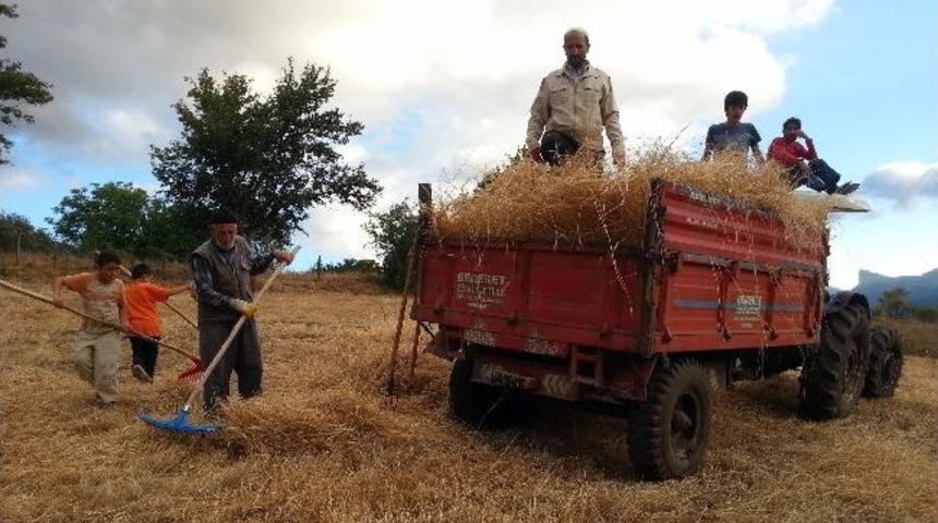 G&uuml;m&uuml;şhane'de Hasat Mevsimi Başladı