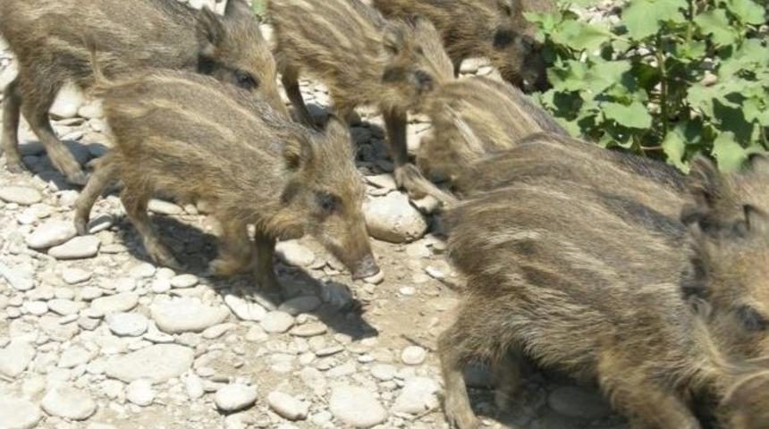 Aydın&rsquo;da &Ccedil;ift&ccedil;ilerin Başı Domuzlarla Derde Girdi