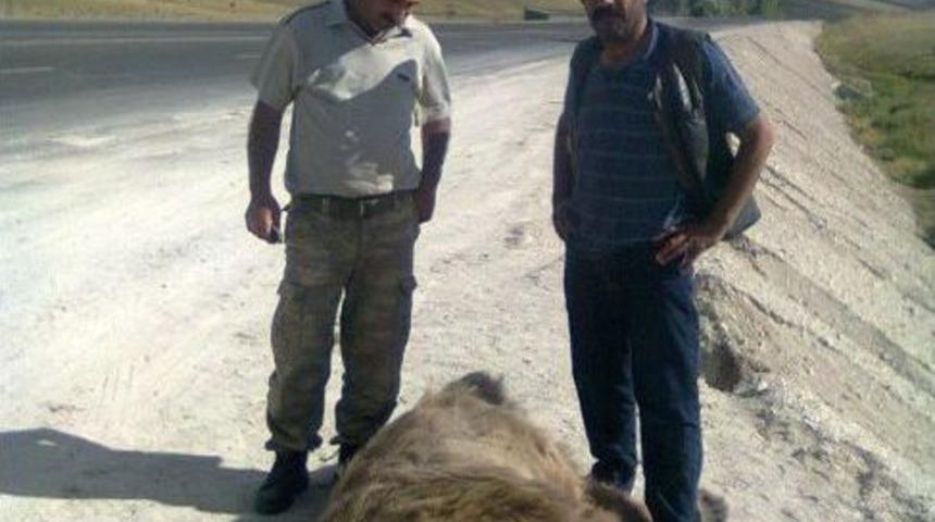 Erzurum&rsquo;da Tır&rsquo;ın &Ccedil;arptığı Ayı, Telef Oldu