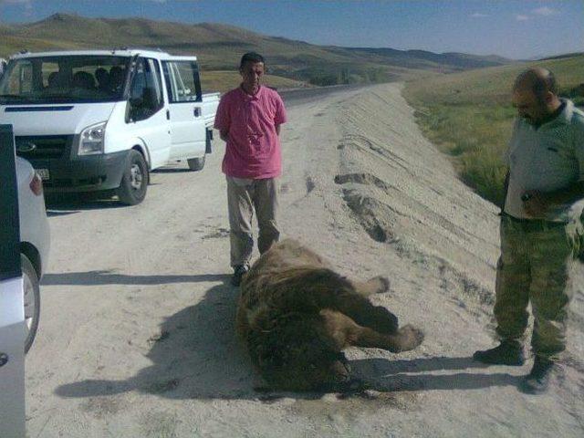 Erzurum&rsquo;da Tır&rsquo;ın &Ccedil;arptığı Ayı, Telef Oldu 1