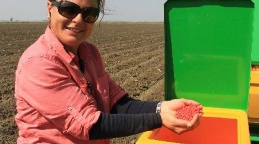 Mısır &Uuml;reticisi Tmo&rsquo;dan Destekleme Alım Fiyatı Bekliyor