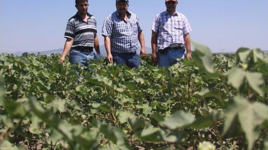 "beyaz Altın" Pamukta Tehlike &Ccedil;anları &Ccedil;alıyor