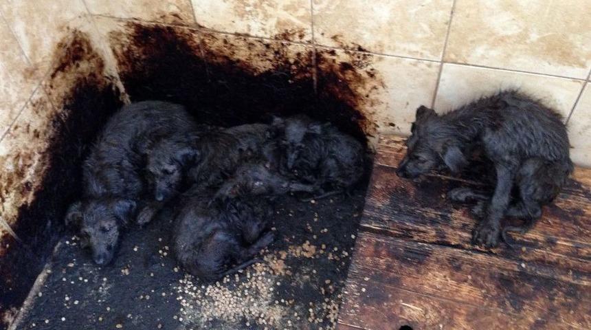 Belediyeden K&ouml;pek Temizliği Operasyonu