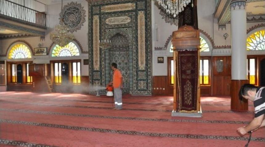 Camilere G&uuml;l Kokusu