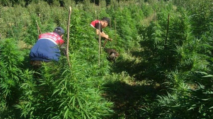 Hazine Arazisindeki 15 Bin 989 K&ouml;k Kenevir Imha Edildi