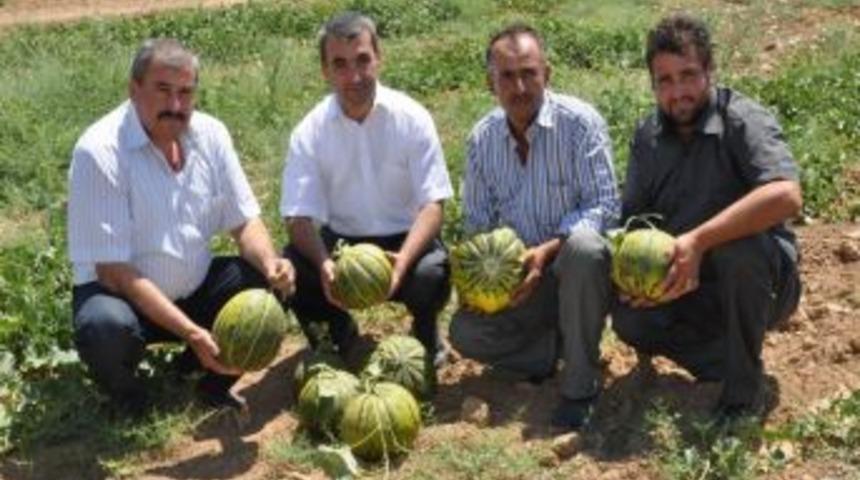 Hacıbekir Kavunu Şerefliko&ccedil;hisar Adına Tescillenecek