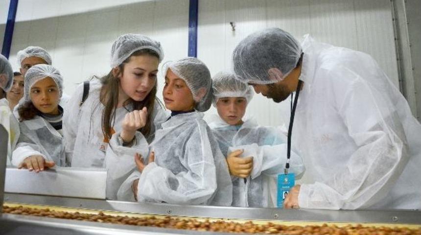 Fındık Bah&ccedil;esine Değil, Fabrikasına Gittiler