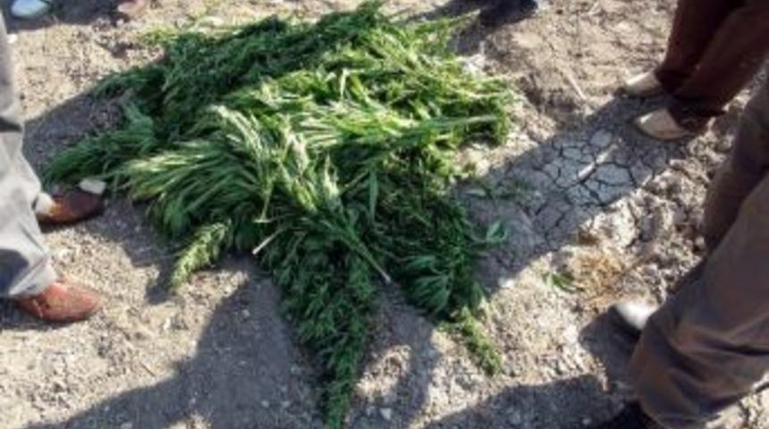 Mısır Tarlasında Uyuşturucu Operasyonu