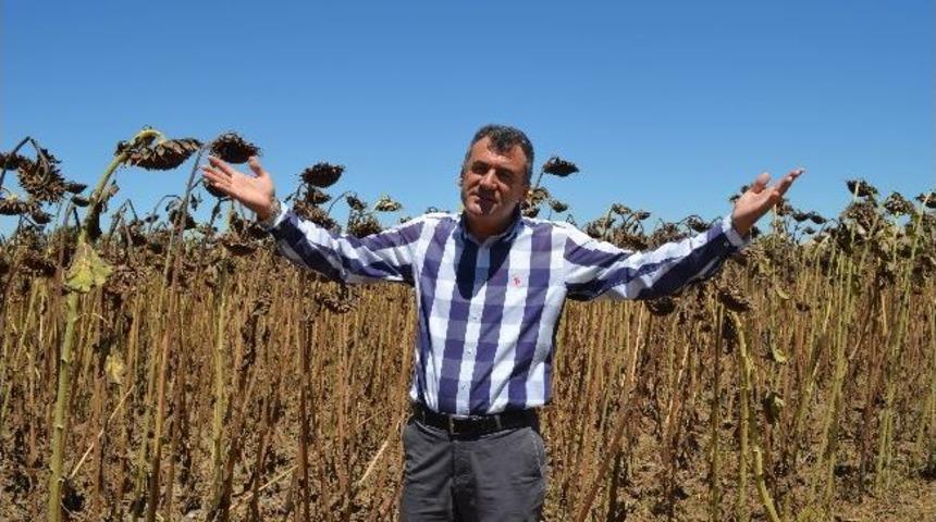 Ay&ccedil;i&ccedil;eği Fiyatı &Uuml;reticiyi &Uuml;zd&uuml;