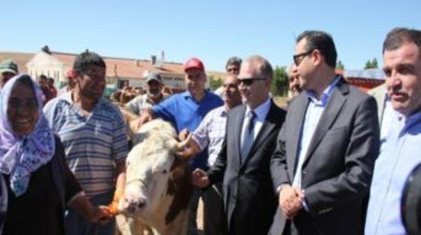 Nevşehir&rsquo;de &Uuml;reticilere Gebe D&uuml;ve Dağıtıldı