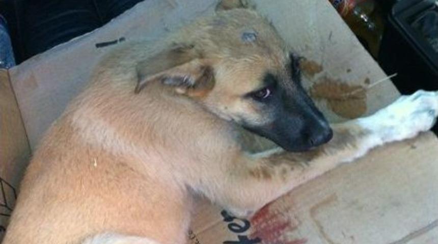 Kazada Yaralanan K&ouml;pek İ&ccedil;in Seferberlik
