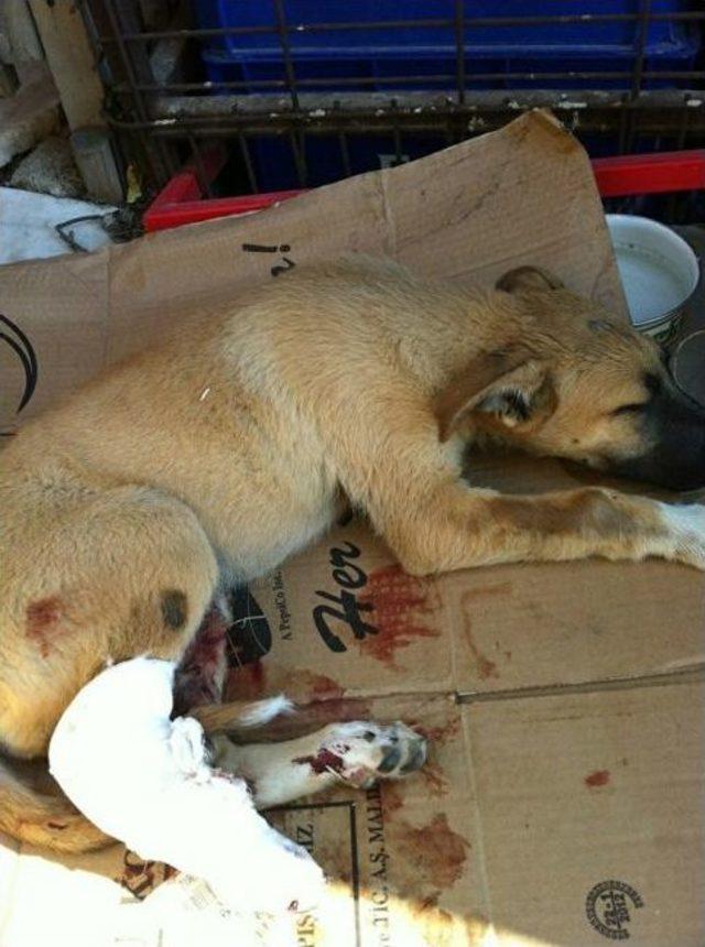 Kazada Yaralanan Köpek İçin Seferberlik 1