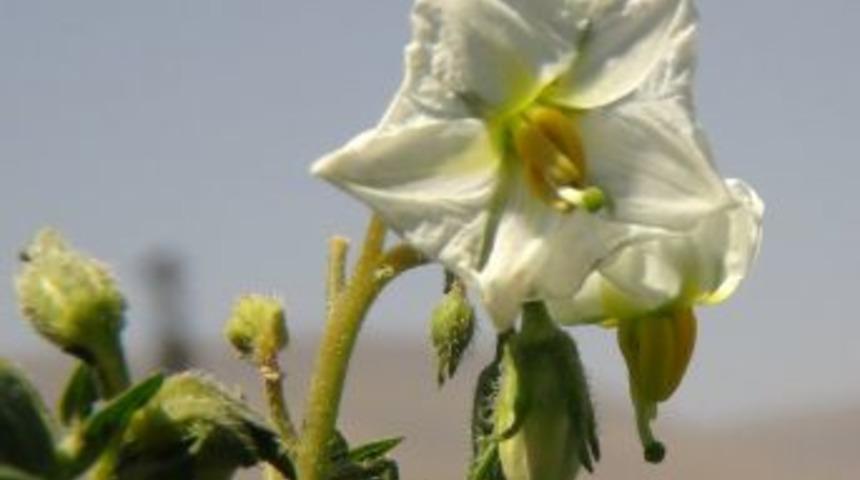 Bitlis&rsquo;te Bu Yıl 14 Bin Ton Sertifikalı Patates &Uuml;retimi Hedefleniyor