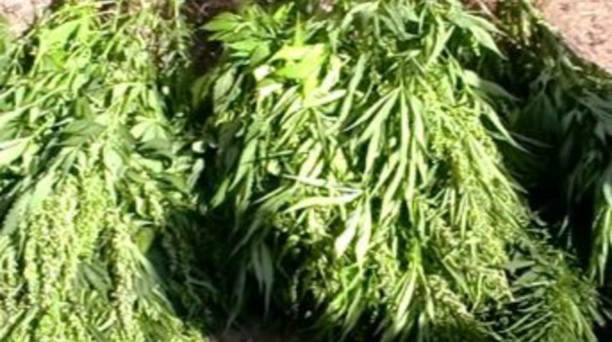 Tatvan&rsquo;da Hint Keneviri Operasyonu